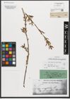 Foto von Salix triandra subsp. amygdalina (L.) Schübl. & G. Martens